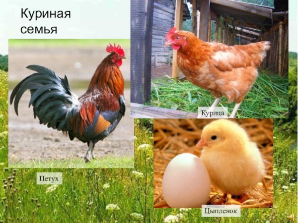 Петушок курица и цыплята