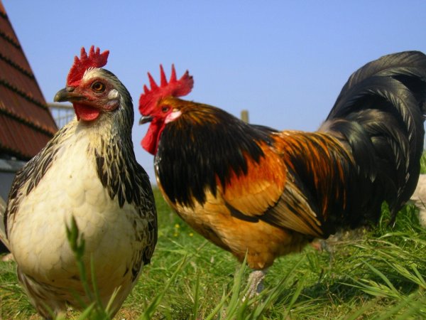 Шотландские Дампи куры