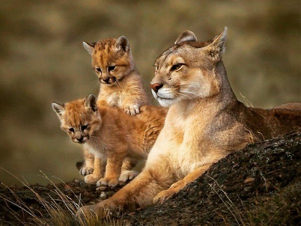 Puma семья
