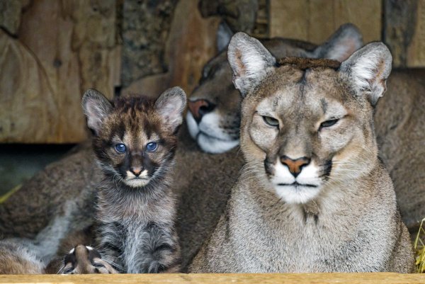Puma семья