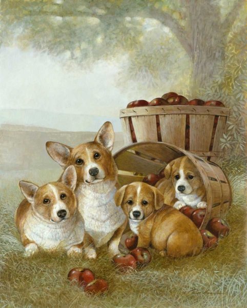 Вельш корги пемброк