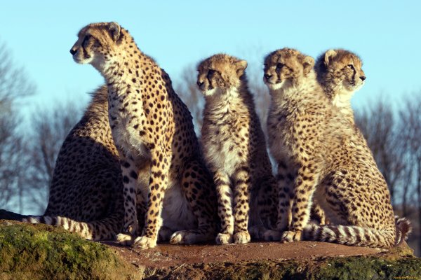 Картинки семья гепардов (47 фото)