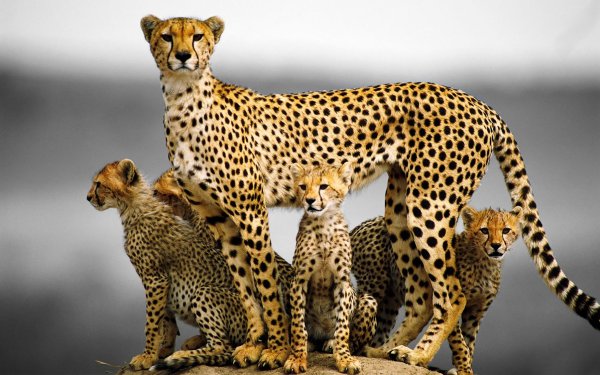 Cheetah (гепард)