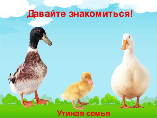 Домашние птицы и их семейства