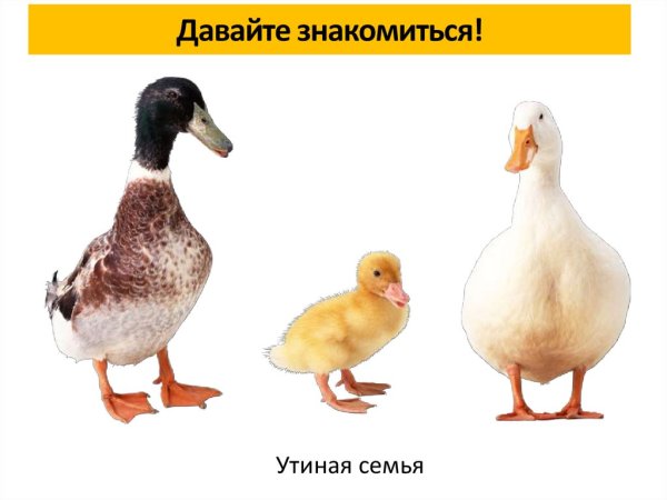 Домашние птицы и их семейства