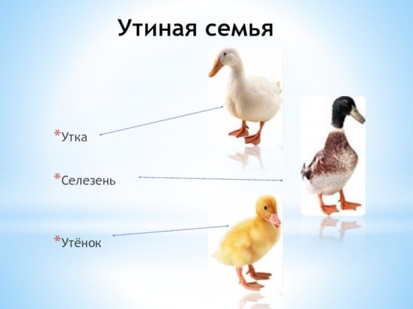 Семья утка селезень утенок