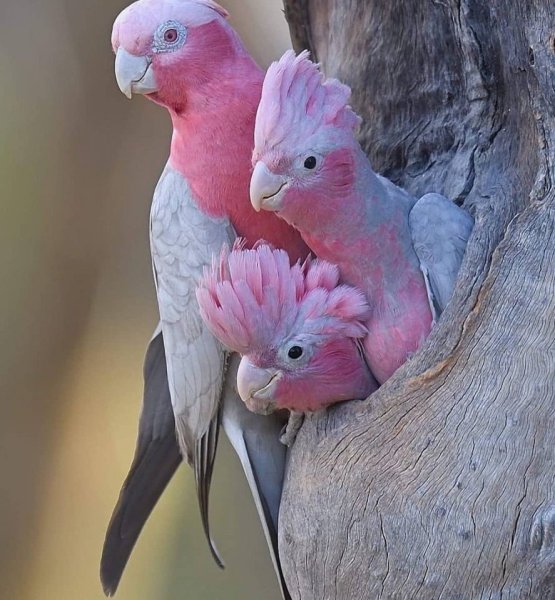Картинки семья попугаев (49 фото)
