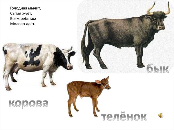 Корова бык теленок