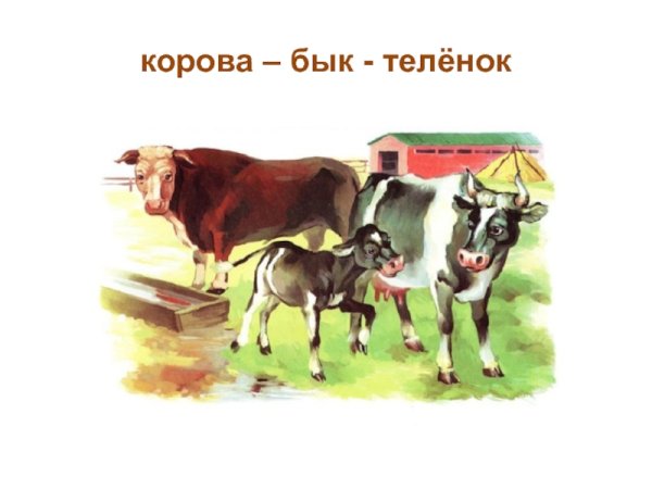 Корова бык теленок
