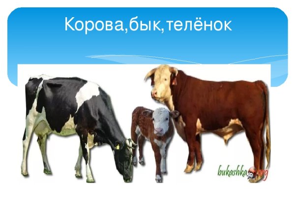 Корова бык теленок