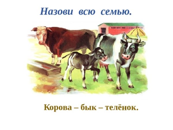 Семейство корова, бык, теленок