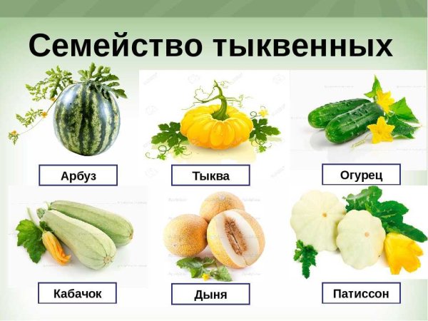 Плод Тыквина представители