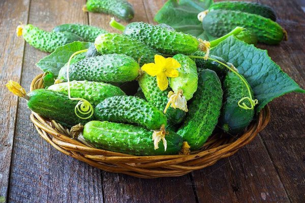 Сорт огурцов Жемчужина