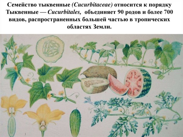 Растения семейства тыквенных