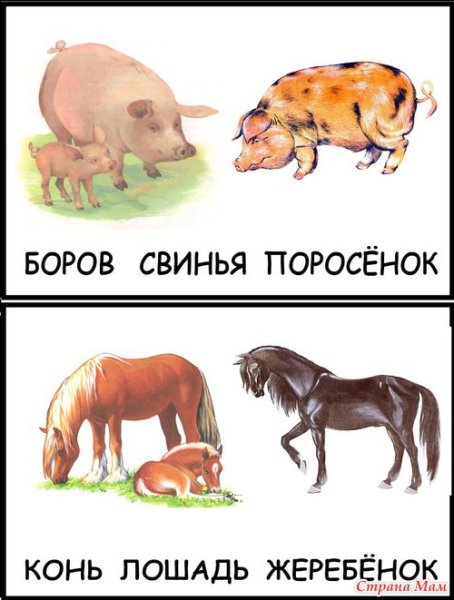 Семьи домашних животных