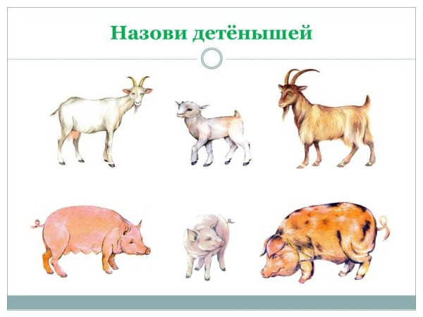 Семьи домашних животных