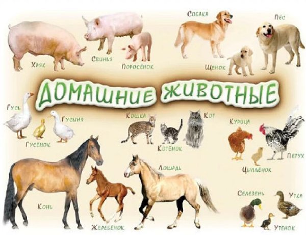 Домашние животные и их Детеныши
