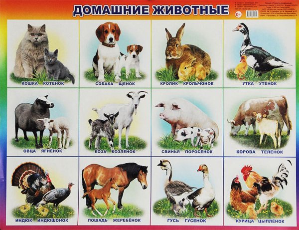 Домашние животные с названиями для детей