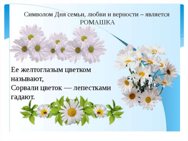 Ромашка символ семьи любви и верности