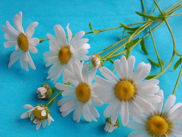 С днём семьи любви ромашки