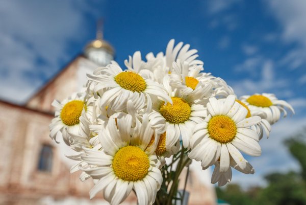 День Петра и Февронии ромашки