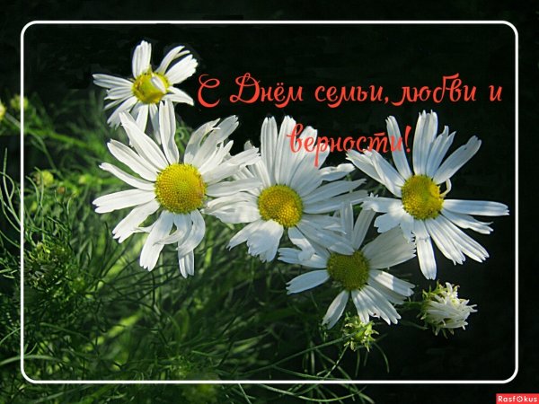 С днём семьи любви ромашки