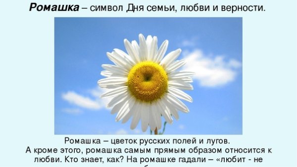 Ромашка символ семьи