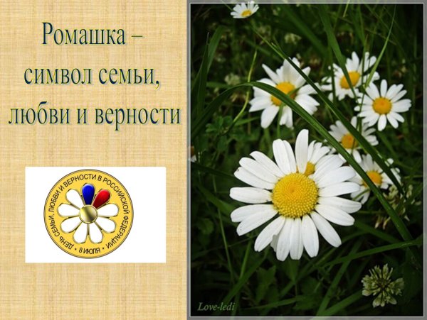 Ромашка символ семьи любви и верности