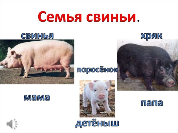 Семья свиней название
