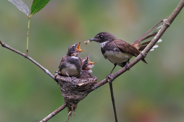 Картинки семья птиц (47 фото)
