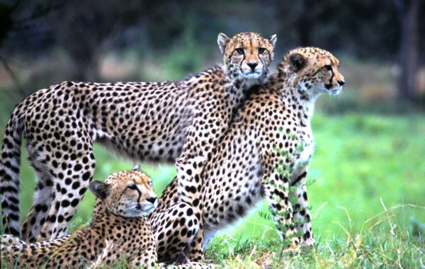 Картинки леопард семья (48 фото)