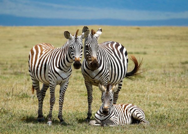 Картинки семья зебра (46 фото)