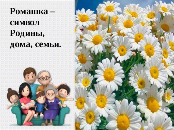 Ромашка символ семьи любви и верности