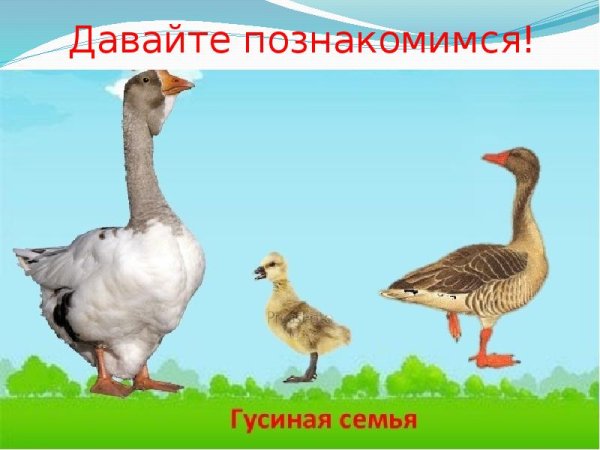 Семейства домашних птиц