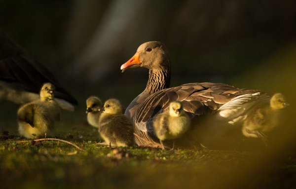 Картинки семья гусей (47 фото)