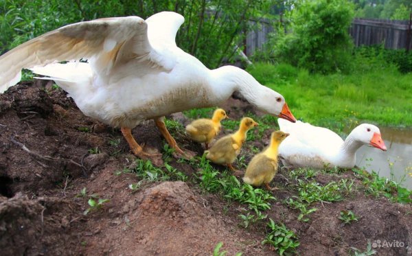 Гусь гусенок гусята