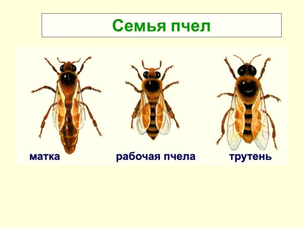 Пчела матка трутень