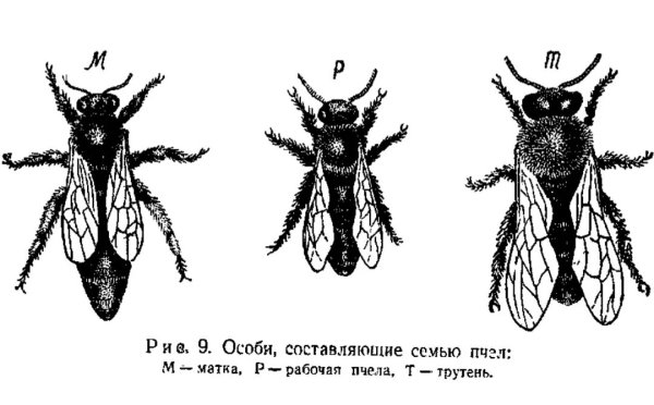 Пчела матка трутень