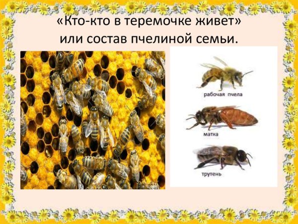 Пчелиная семья