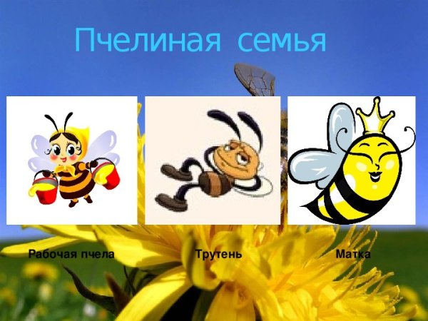 Пчелиная семья для дошкольников