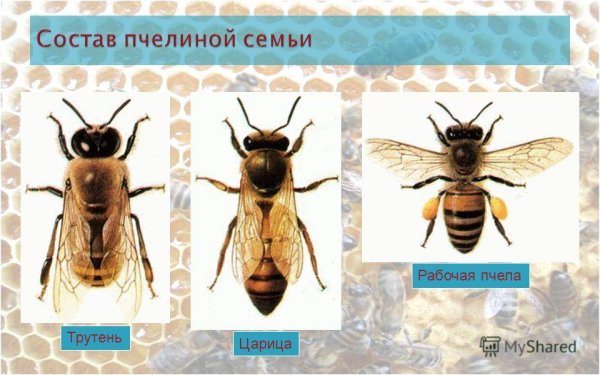 Касты пчелиной семьи