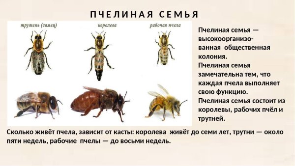 Пчелиная семья презентация