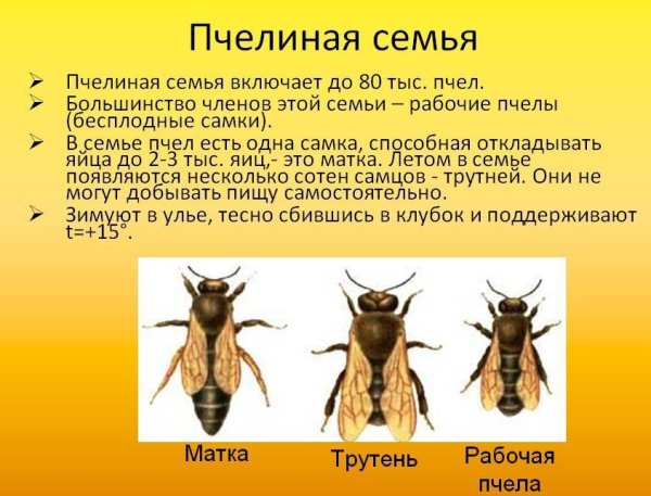 Пчелиная семья