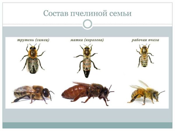 Пчелы матка трутень рабочая пчела