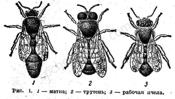 Пчела матка трутень
