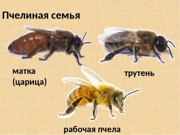 Пчела матка трутень