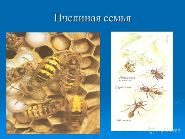 Состав семьи пчел