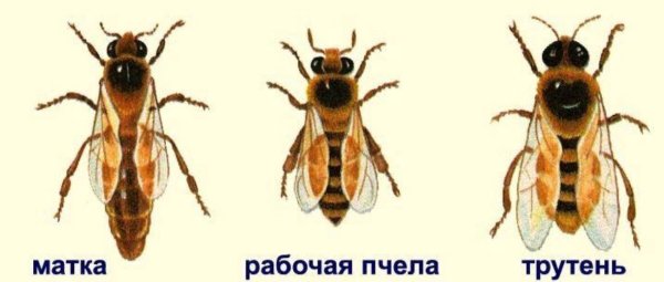 Пчелы матка трутень рабочая пчела