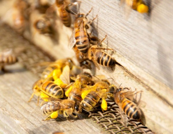 APIS mellifera capensis