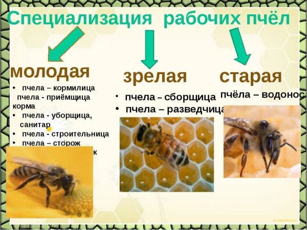 Строение пчелы медоносной матка